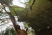 Ngongo (Megaphrynium macrostachyum) leaves used by the Baka people to make a Mongolu, a hut made from sticks and leaves, Cameroon