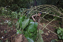 Ngongo (Megaphrynium macrostachyum) leaves used by Baka woman to make a Mongolu, a hut made from sticks and leaves, Cameroon