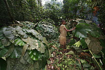 Ngongo (Megaphrynium macrostachyum) leaves used by the Baka people to make Mongolus, a hut made from sticks and leaves, Cameroon
