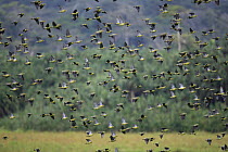 African Green-Pigeon (Treron calvus) flock flying, Cameroon