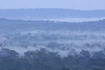 Mist over tropical rainforest, southeastern Cameroon