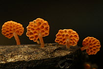 Mushrooms in tropical rainforest, Lobeke National Park, Cameroon