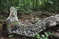 Mushrooms on log in tropical rainforest, Lobeke National Park, Cameroon