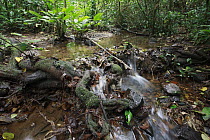 Creek in tropical rainforest, Lobeke National Park, Cameroon