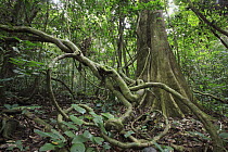 Tropical rainforest undergrowth, Lobeke National Park, Cameroon