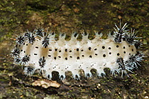 Caterpillar in tropical rainforest, Lobeke National Park, Cameroon