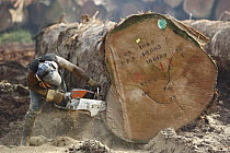 Logger cutting trunk of rainforest tree, Cameroon