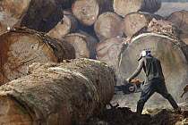 Logger cutting tree trunk, Cameroon