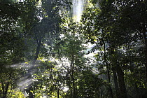 Sun shining down through the rainforest canopy, Cameroon
