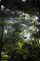 Sun shining down through the tropical rainforest canopy, Cameroon