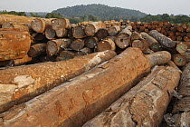 Logged timber from the tropical rainforest, Cameroon