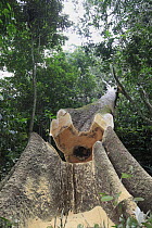 Logged tree falling in the tropical rainforest, Cameroon