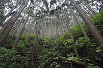 Japanese Cedar (Cryptomeria japonica) plantation, Yoshino-Kumano National Park, Japan