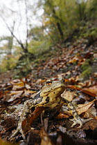 Japanese Toad (Bufo japonicus) is diurnal here due to the large amount of moisture, Yoshino-Kumano National Park, Japan