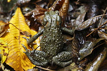 Japanese Toad (Bufo japonicus) is diurnal here due to the large amount of moisture, Yoshino-Kumano National Park, Japan