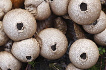 Earthball (Scleroderma sp) group about to spread spores, Japan
