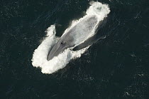Blue Whale (Balaenoptera musculus) surfacing with a splash, Santa Barbara Channel, California