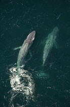 Blue Whale (Balaenoptera musculus) pair swimming, Santa Barbara Channel, California
