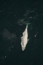 Blue Whale (Balaenoptera musculus), white morph surfacing, Santa Barbara Channel, California