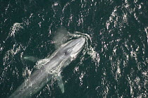 Blue Whale (Balaenoptera musculus) surfacing, Santa Barbara Channel, California