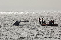 Blue Whale (Balaenoptera musculus) researcher Bruce Mate and his team trying to tag whale, Costa Rica