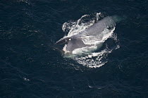 Blue Whale (Balaenoptera musculus) gulp feeding, Santa Barbara Channel, California