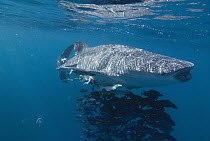 Whale Shark (Rhincodon typus) and schooling fish, Costa Rica