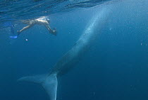 Blue Whale (Balaenoptera musculus) baby filmed by diver, Costa Rica