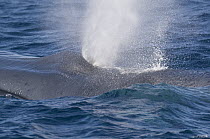 Blue Whale (Balaenoptera musculus) spouting, Costa Rica