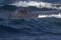 Blue Whale (Balaenoptera musculus) blowhole, Costa Rica