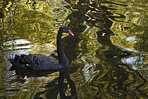 Black Swan (Cygnus atratus), Canterbury, New Zealand