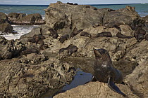 New Zealand Fur Seal (Arctocephalus forsteri) rookery, Kaikoura, Canterbury, New Zealand