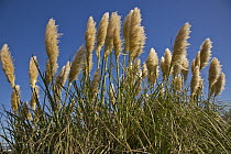 Pampas Grass (Cortaderia sp), Kaikoura, Canterbury, New Zealand