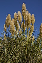 Pampas Grass (Cortaderia sp) , Kaikoura, Canterbury, New Zealand