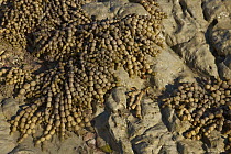 Seaweed on limestone rocks at low tide, Kaikoura, Canterbury, New Zealand