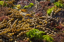 Seaweed on limestone rocks at low tide, Kaikoura, Canterbury, New Zealand