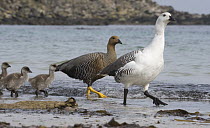 Upland Goose (Chloephaga picta) family on shore, Falkland Islands