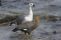Upland Goose (Chloephaga picta) male and female on shore, Falkland Islands