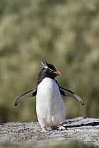 Rockhopper Penguin (Eudyptes chrysocome), Falkland Islands
