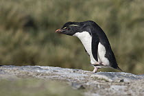 Rockhopper Penguin (Eudyptes chrysocome) walking, Falkland Islands