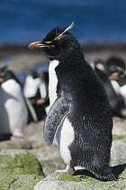 Rockhopper Penguin (Eudyptes chrysocome), Falkland Islands