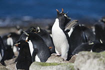 Rockhopper Penguin (Eudyptes chrysocome) calling within colony, Falkland Islands