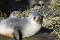 Antarctic Fur Seal (Arctocephalus gazella), South Georgia Island