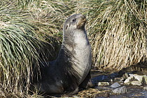 Antarctic Fur Seal (Arctocephalus gazella) in tussock grass, South Georgia Island