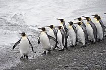 King Penguin (Aptenodytes patagonicus) group walking on beach, South Georgia Island