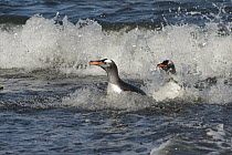 Gentoo Penguin (Pygoscelis papua) pair coming ashore, South Georgia Island