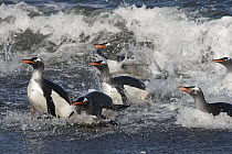 Gentoo Penguin (Pygoscelis papua) group coming ashore, South Georgia Island