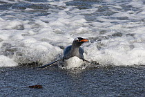 Gentoo Penguin (Pygoscelis papua) coming ashore, South Georgia Island