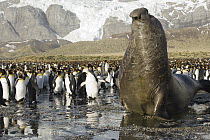 Southern Elephant Seal (Mirounga leonina) bull and King Penguin (Aptenodytes patagonicus) colony, South Georgia Island