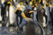 King Penguin (Aptenodytes patagonicus) in colony, South Georgia Island
